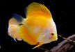 Diskus Yellow Solid- Symphysodon aequifasciatus