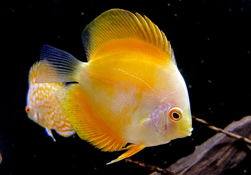 Diskus Yellow Solid- Symphysodon aequifasciatus