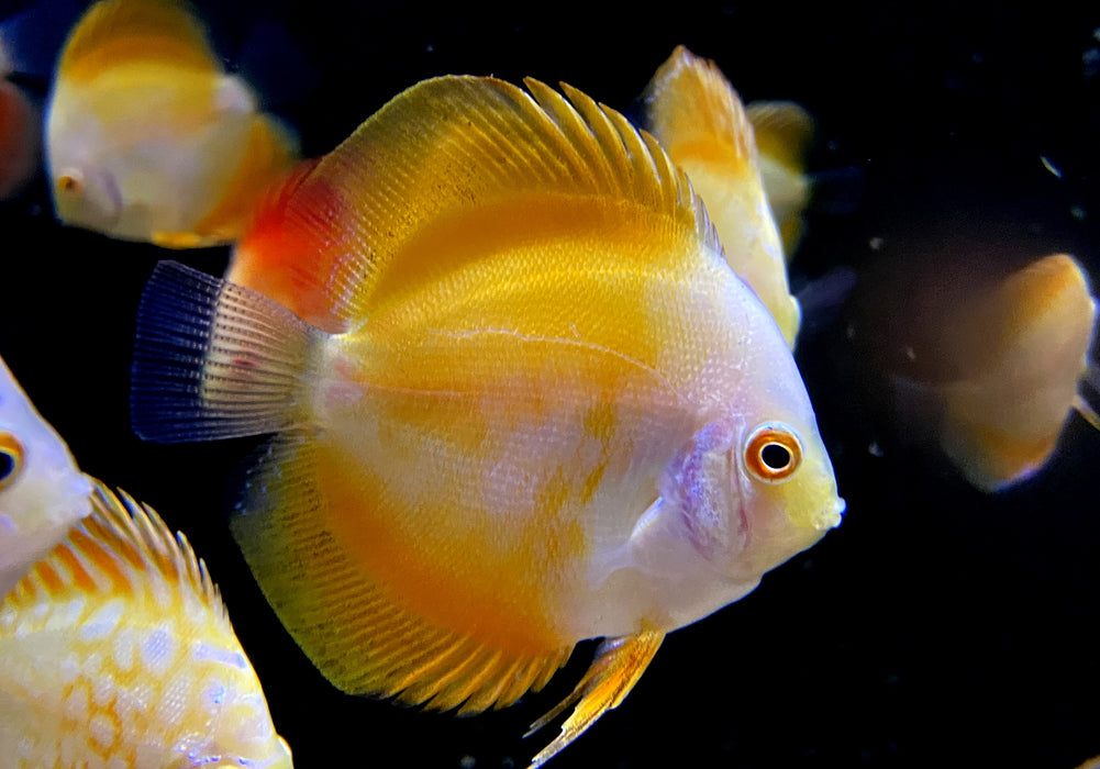 Diskus Yellow Solid- Symphysodon aequifasciatus