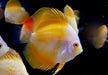 Diskus Yellow Solid- Symphysodon aequifasciatus