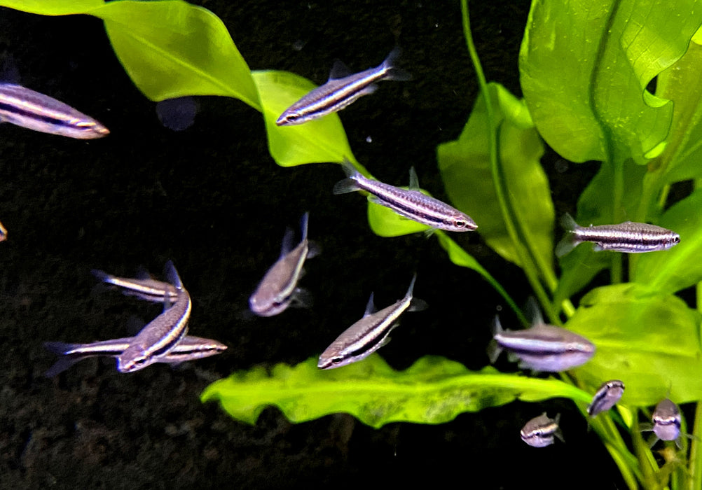 NEU -  Dreibinden-Ziersalmler - Nannostomus trifasciatus