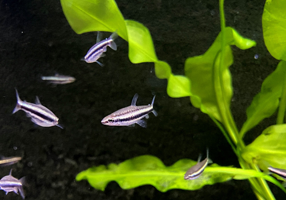NEU -  Dreibinden-Ziersalmler - Nannostomus trifasciatus