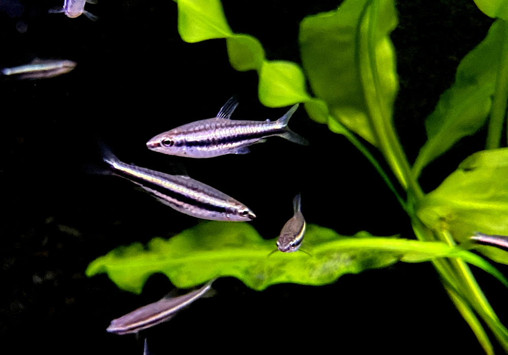 NEU -  Dreibinden-Ziersalmler - Nannostomus trifasciatus