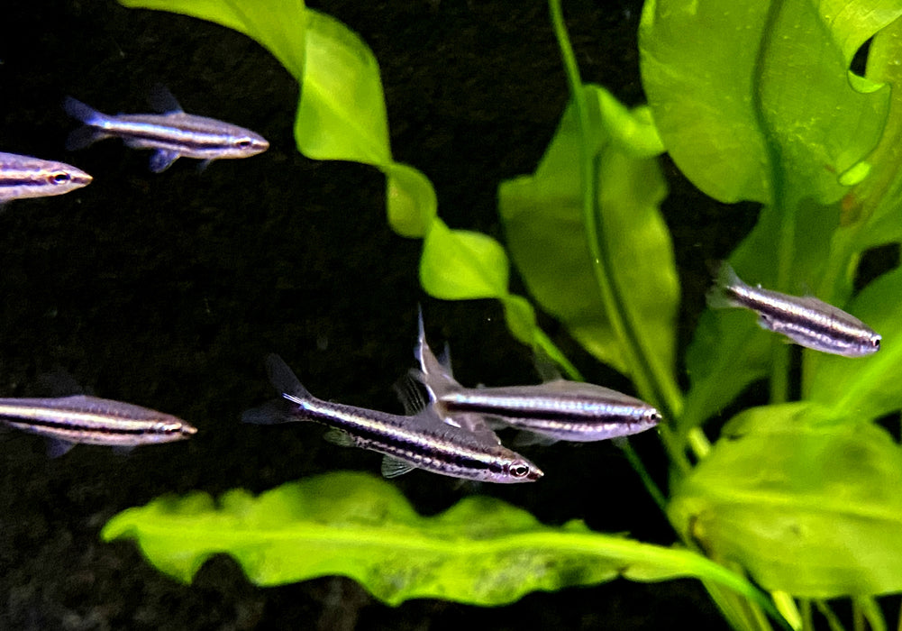 NEU -  Dreibinden-Ziersalmler - Nannostomus trifasciatus