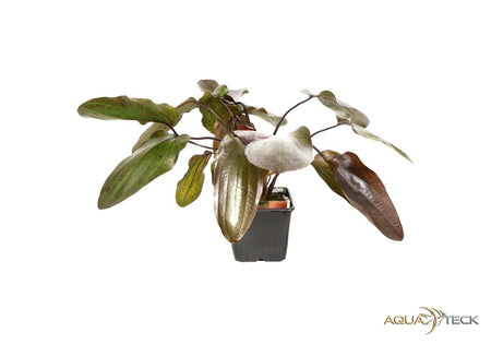 Echinodorus 'Ozelot' XL image