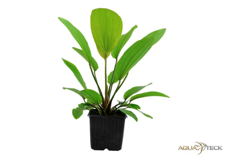 Echinodorus 'Rosé' XL image
