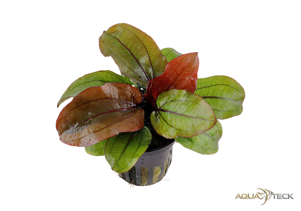 Echinodorus 'Reni'