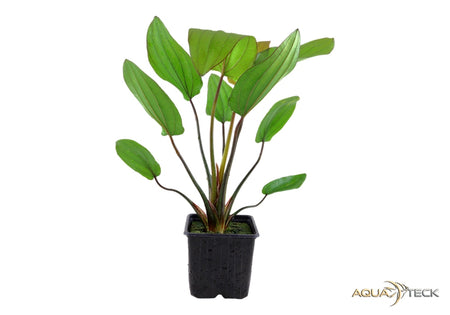 Echinodorus x barthii XL image