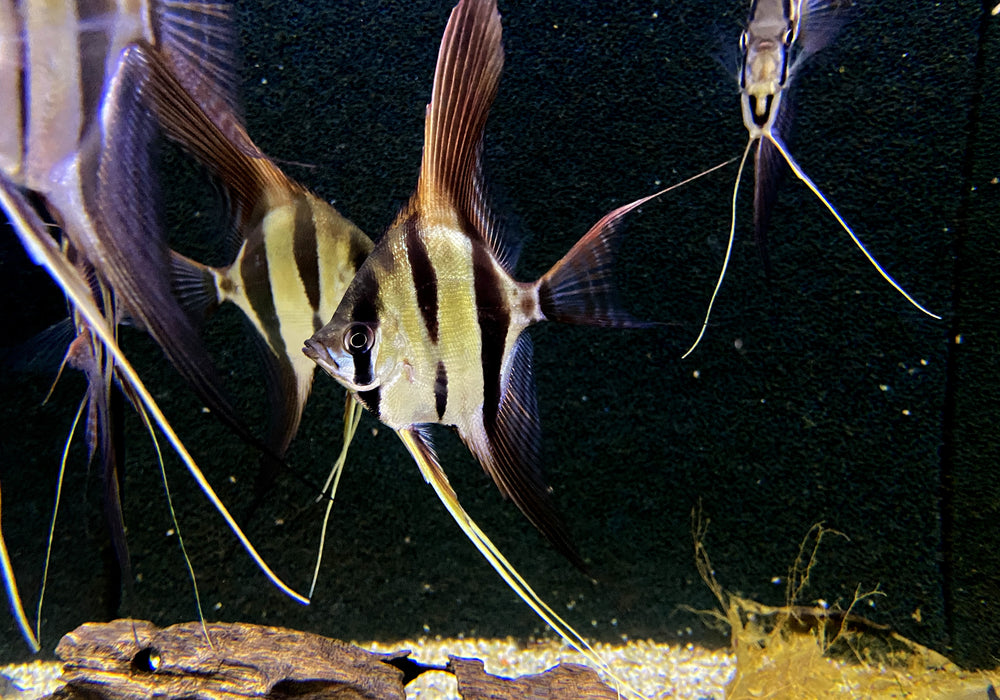 Echter Altum-Skalar (L) - Rio Orinoco - Pterophyllum altum