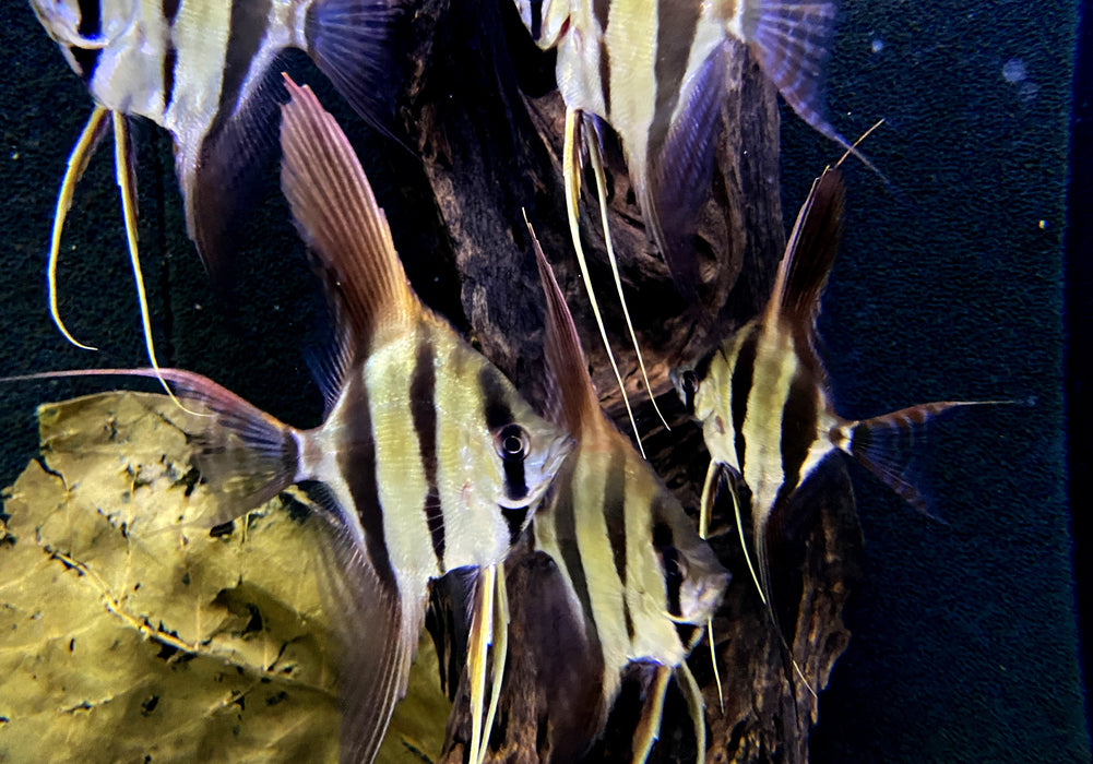 Echter Altum-Skalar (L) - Rio Orinoco - Pterophyllum altum