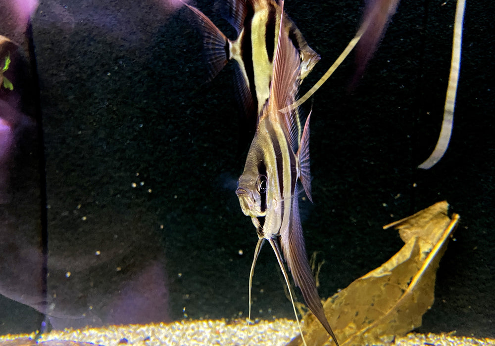 Echter Altum-Skalar (L) - Rio Orinoco - Pterophyllum altum