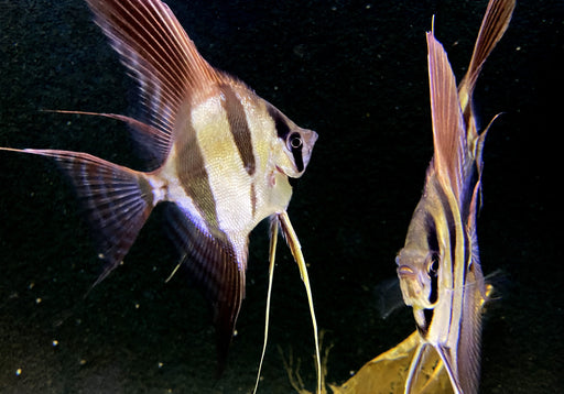 Echter Altum-Skalar (L) - Rio Orinoco - Pterophyllum altum