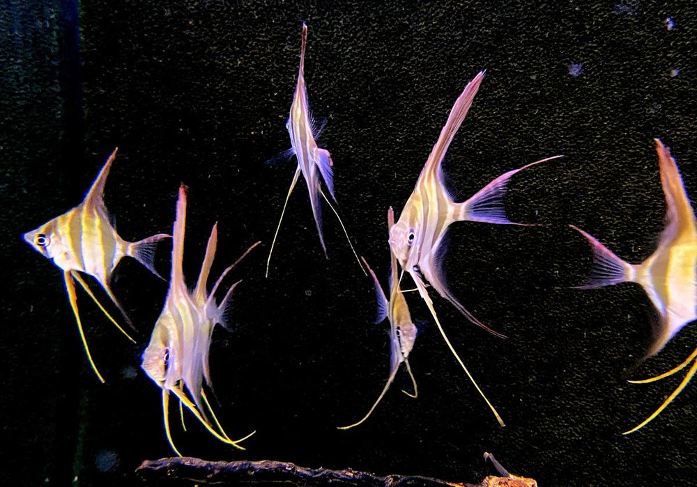 Echter Altum-Skalar (M) Rio Inirida - Pterophyllum altum