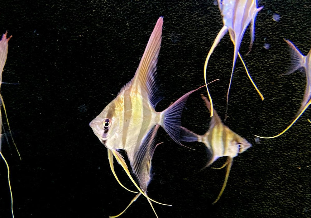Echter Altum-Skalar (M) Rio Inirida - Pterophyllum altum