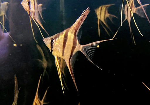 Echter Altum-Skalar Orinoco - Pterophyllum altum aqua-teck