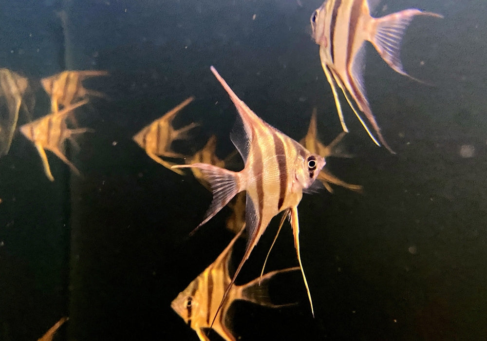 Echter Altum-Skalar Orinoco - Pterophyllum altum aqua-teck