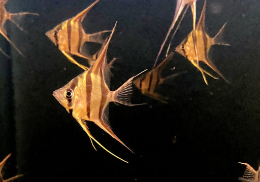 Echter Altum-Skalar Orinoco - Pterophyllum altum aqua-teck