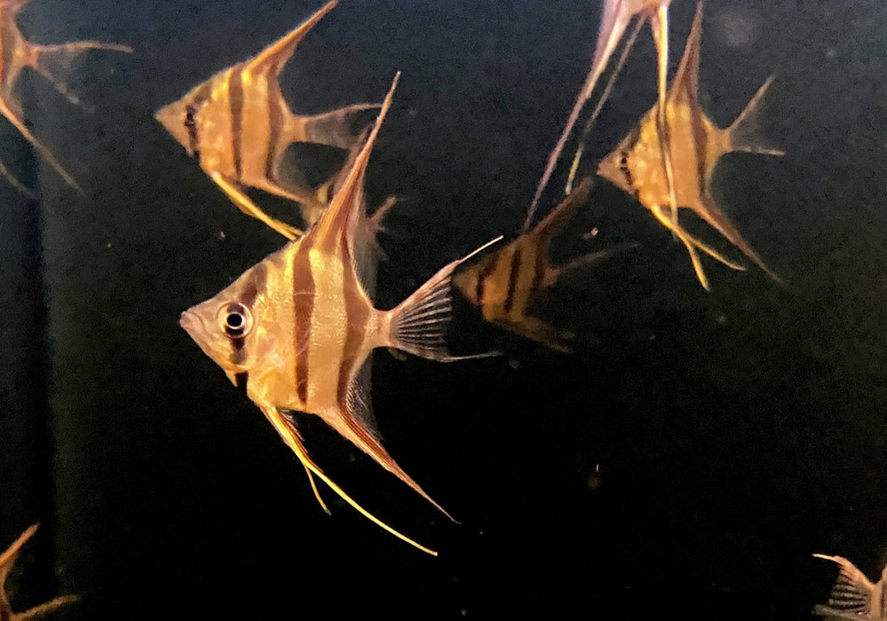 Echter Altum-Skalar Orinoco - Pterophyllum altum aqua-teck