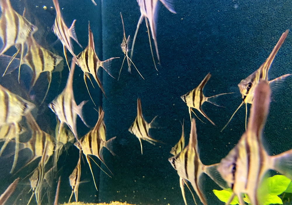Echter Altum-Skalar Orinoco - Pterophyllum altum aqua-teck