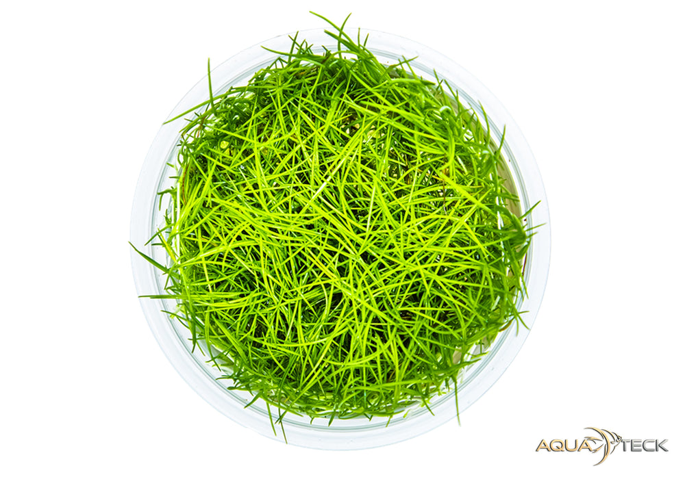 Eleocharis acicularis (InVitro)
