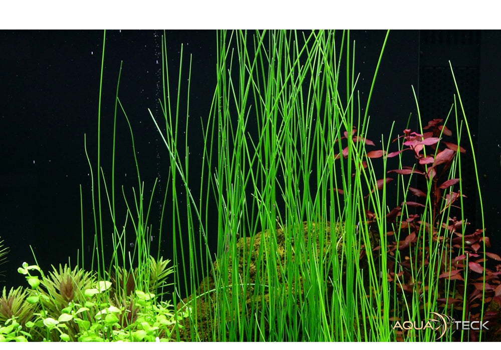 Eleocharis montevidensis