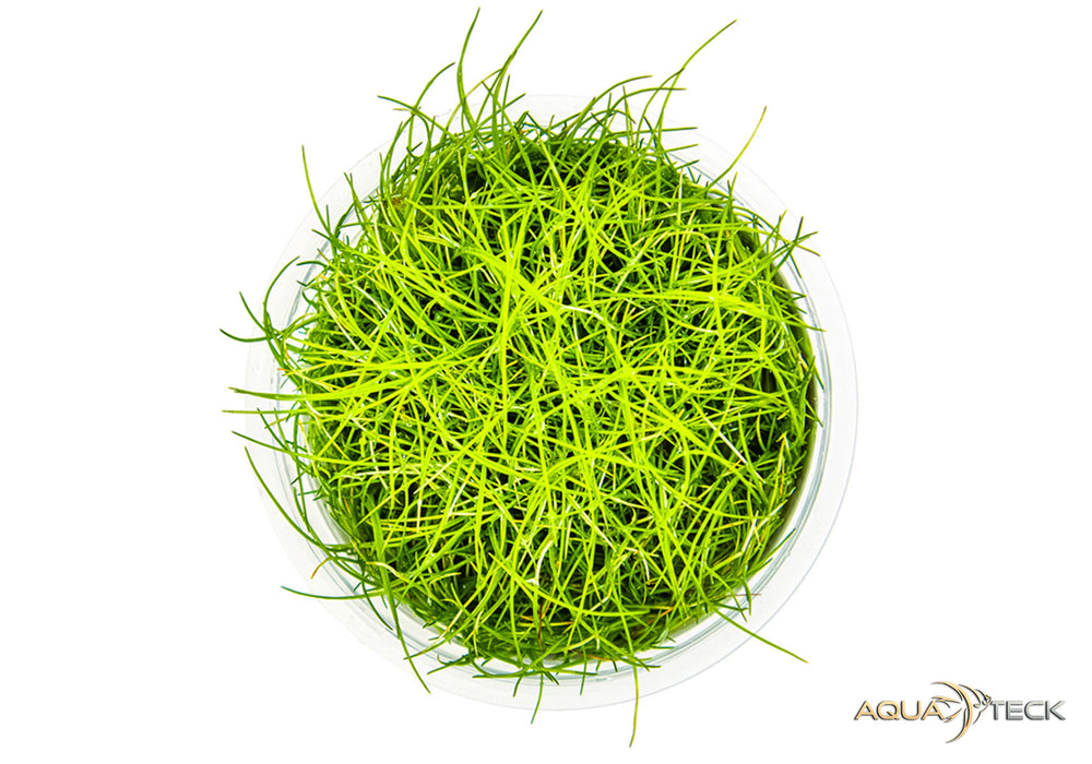 Eleocharis pusilla 'mini' (InVitro)