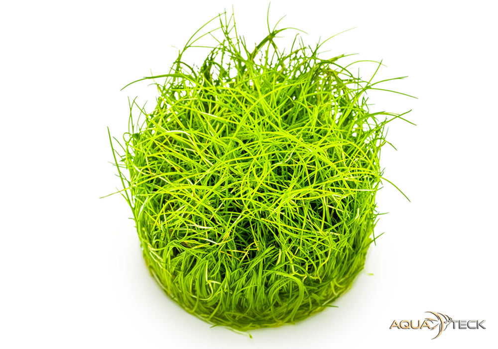 Eleocharis pusilla 'mini' (InVitro)