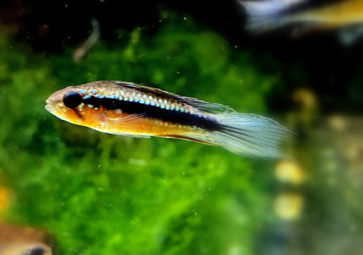 NEU: Elizabeth's Zwergbuntbarsch - Apistogramma elizabethae