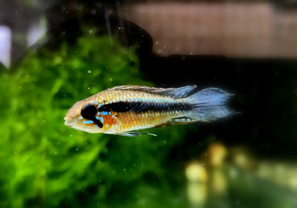 NEU: Elizabeth's Zwergbuntbarsch - Apistogramma elizabethae