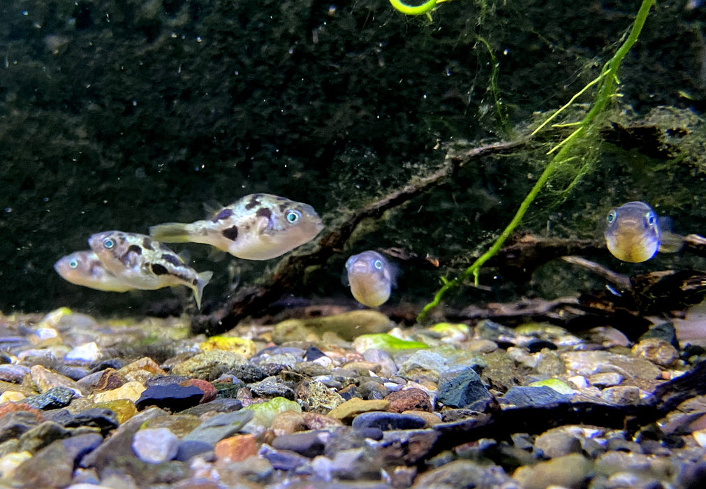 Erbsenkugelfisch XXL - Carinotetraodon travancoricus
