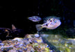 Erbsenkugelfisch XXL - Carinotetraodon travancoricus