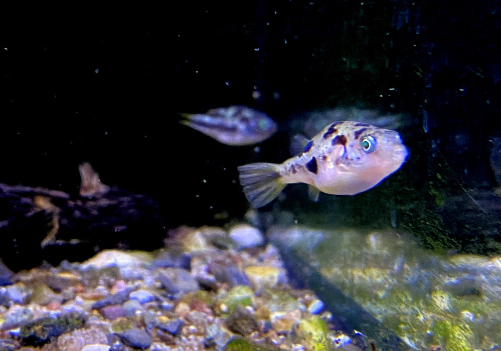 Erbsenkugelfisch XXL - Carinotetraodon travancoricus