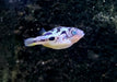 Erbsenkugelfisch XXL - Carinotetraodon travancoricus
