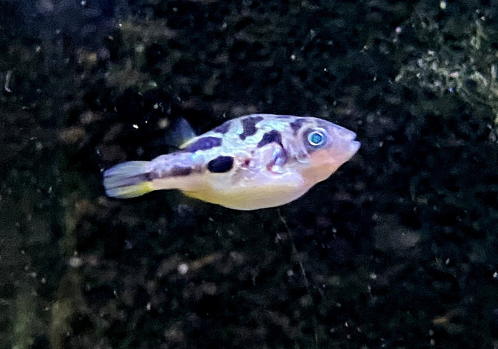 Erbsenkugelfisch XXL - Carinotetraodon travancoricus