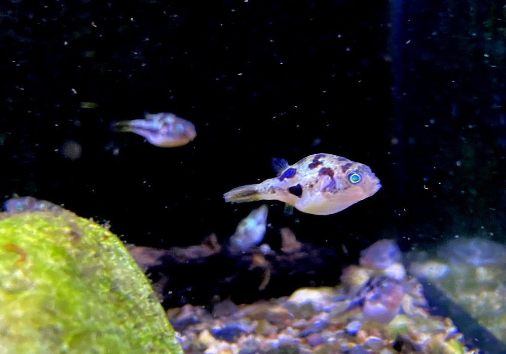 Erbsenkugelfisch XXL - Carinotetraodon travancoricus
