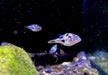 Erbsenkugelfisch XXL - Carinotetraodon travancoricus