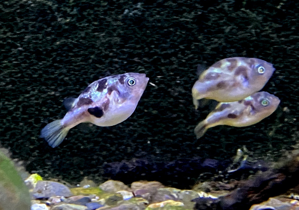 Erbsenkugelfisch XXL - Carinotetraodon travancoricus