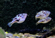 Erbsenkugelfisch XXL - Carinotetraodon travancoricus