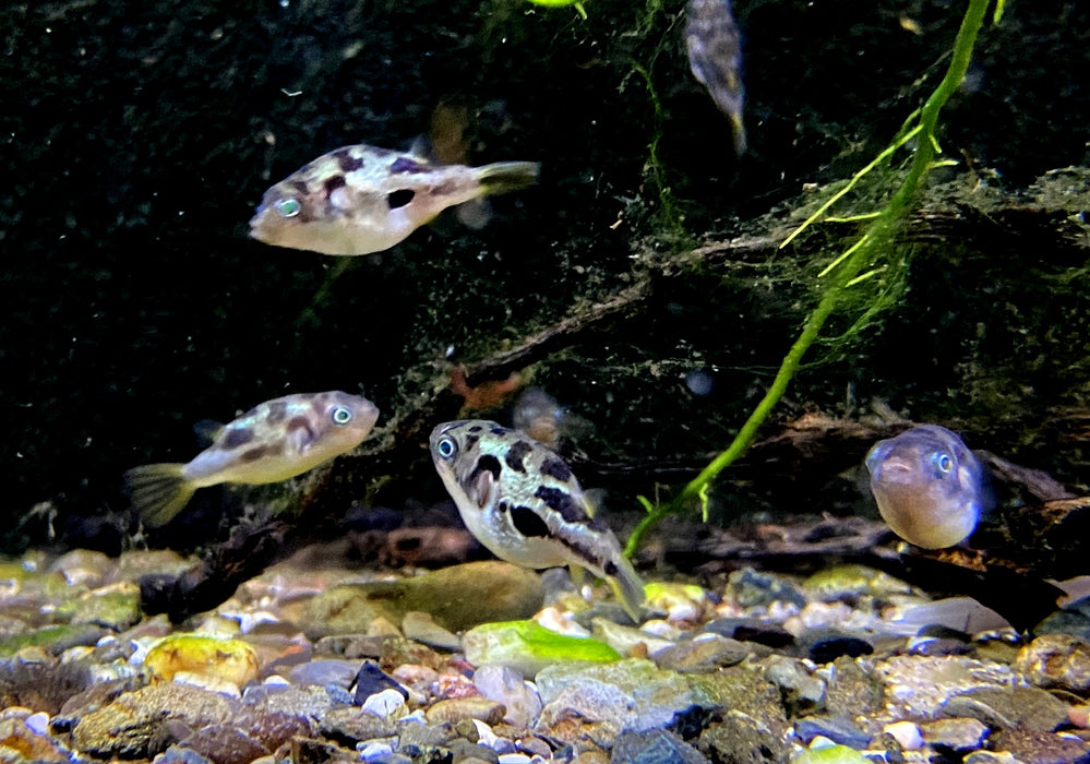 Erbsenkugelfisch XXL - Carinotetraodon travancoricus