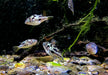 Erbsenkugelfisch XXL - Carinotetraodon travancoricus