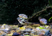 Erbsenkugelfisch XXL - Carinotetraodon travancoricus