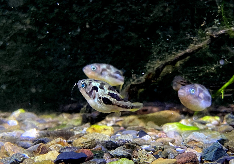 Erbsenkugelfisch XXL - Carinotetraodon travancoricus