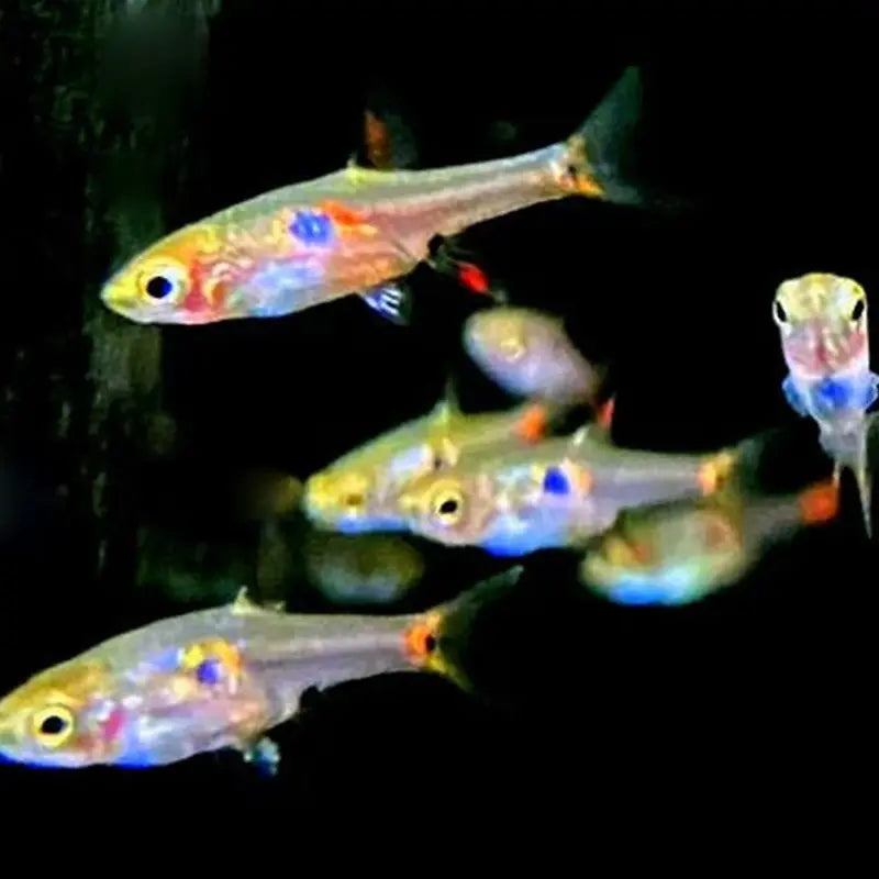Erdbeerbärbling (Boraras naevus) Schwarm mit Rotlicht-Zeichnung im Aquarium