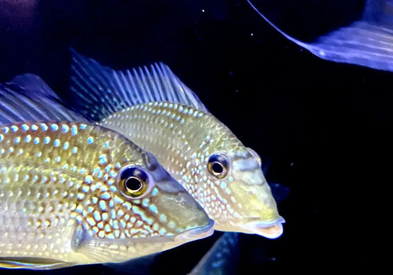 Zwei Diskusfische mit blauen Flossen und gelblich-weißem Körper mit türkisen Flecken im dunklen Wasser
