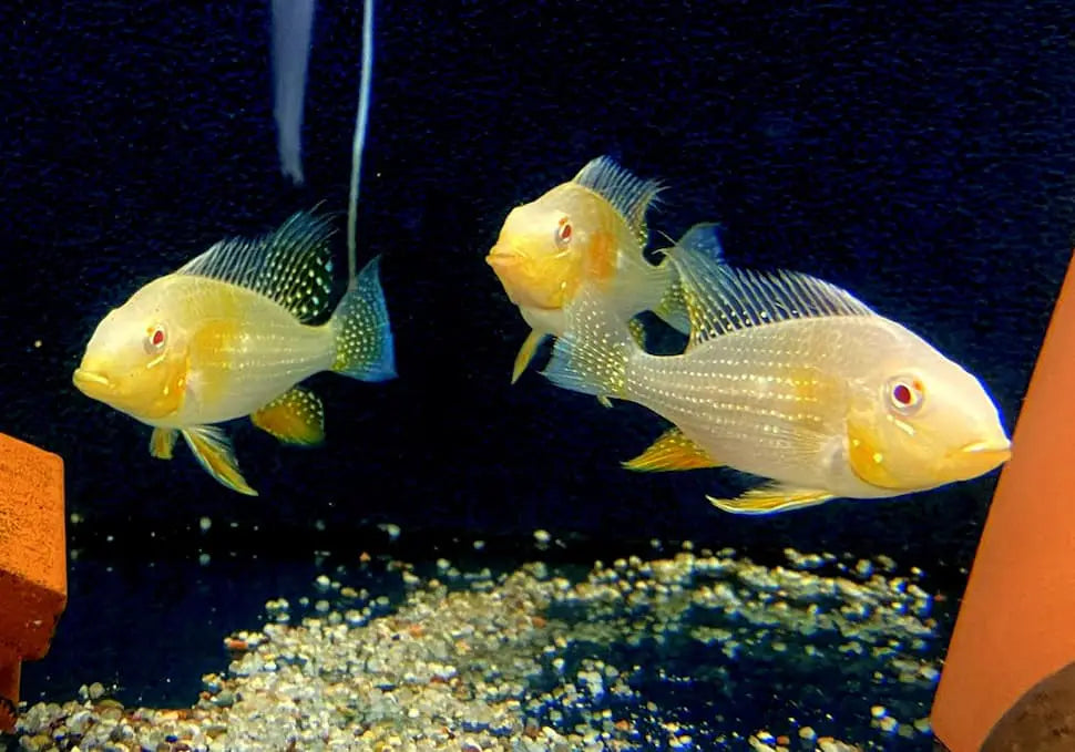 Zwei Diskusfische mit blauen Flossen und gelblich-weißem Körper mit türkisen Flecken im dunklen Wasser
