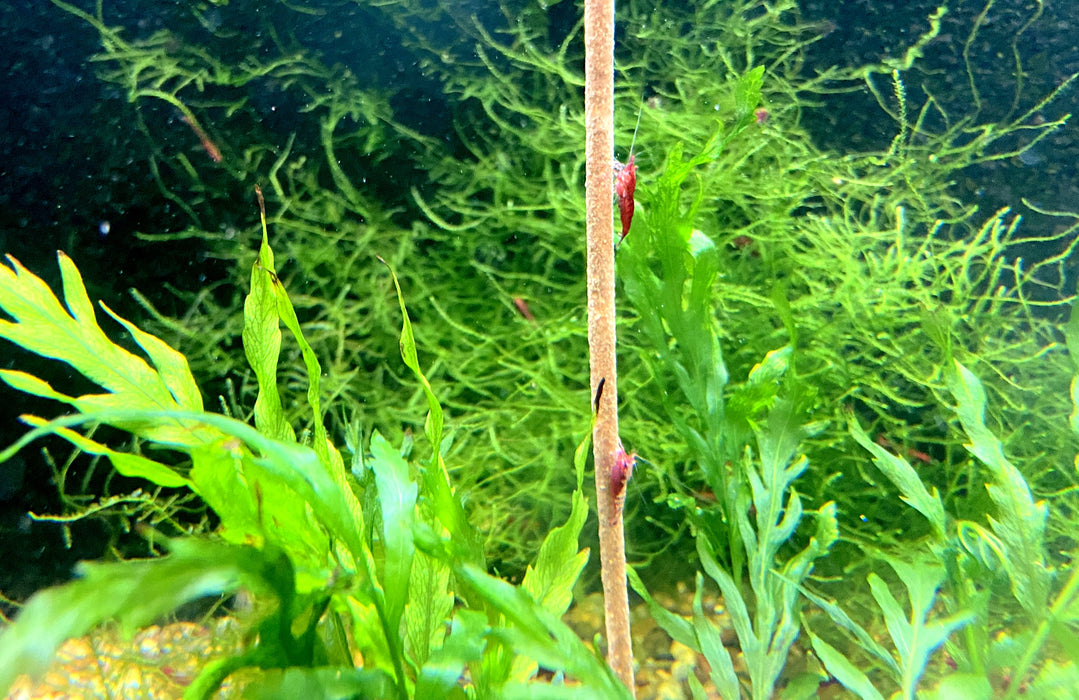 FeuergarneleKirschgarnele - Neocaridina davidi