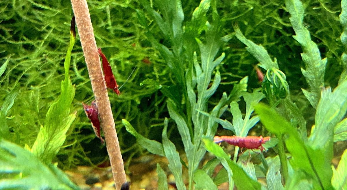 FeuergarneleKirschgarnele - Neocaridina davidi