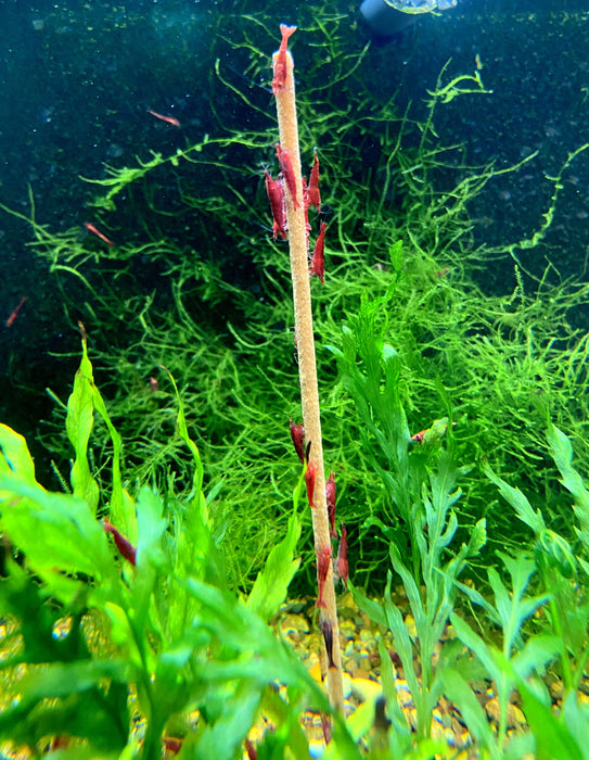 FeuergarneleKirschgarnele - Neocaridina davidi