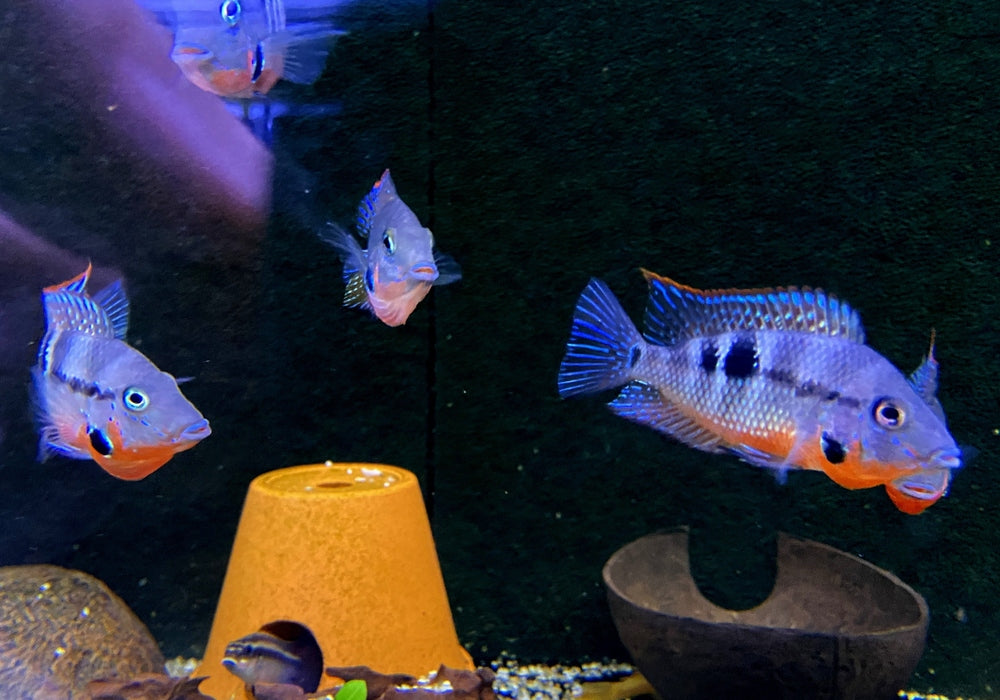 zzz_XL- Feuermaulbuntbarsch "Rio Candelaria" - Thorichthys meeki aqua-teck