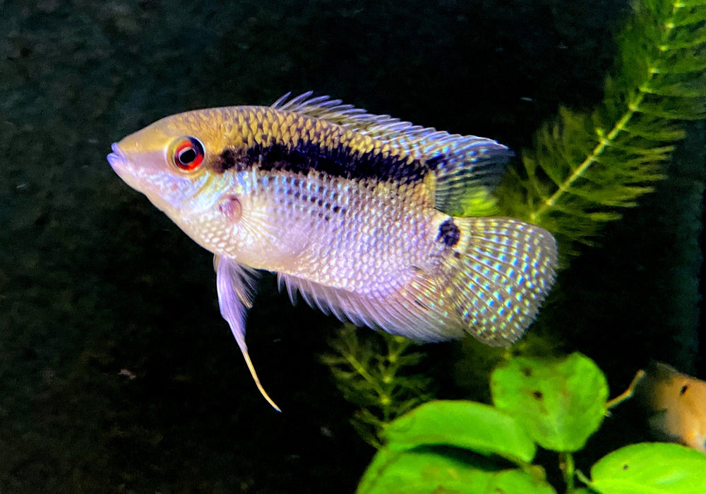 Flaggenbuntbarsch - Mesanauta festivus